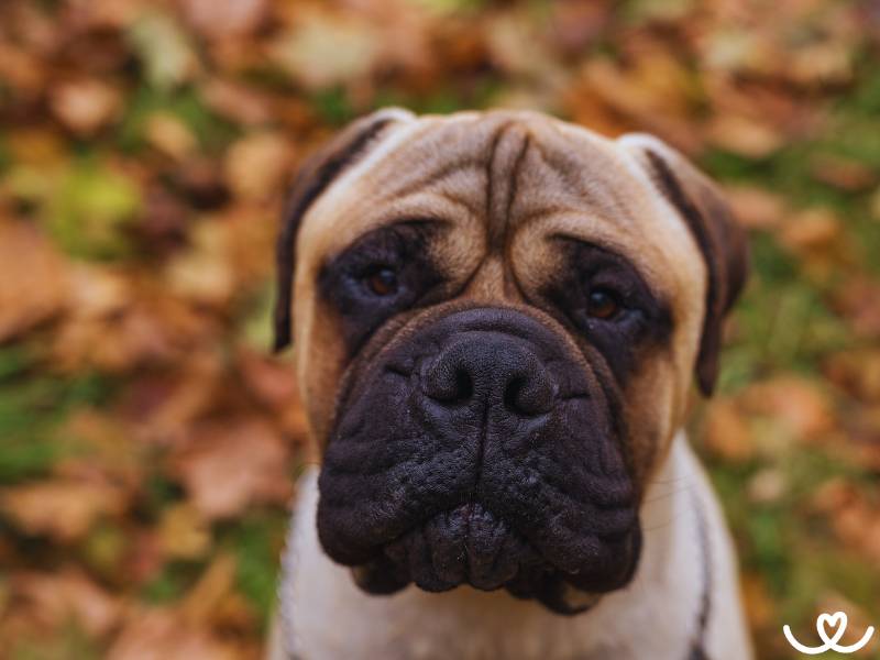 Bullmastiff je skvělý psí hlídač s vráskami na čele