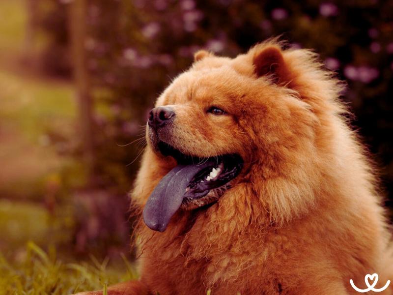 Čau čau je huňatý pes s modročerným jazykem