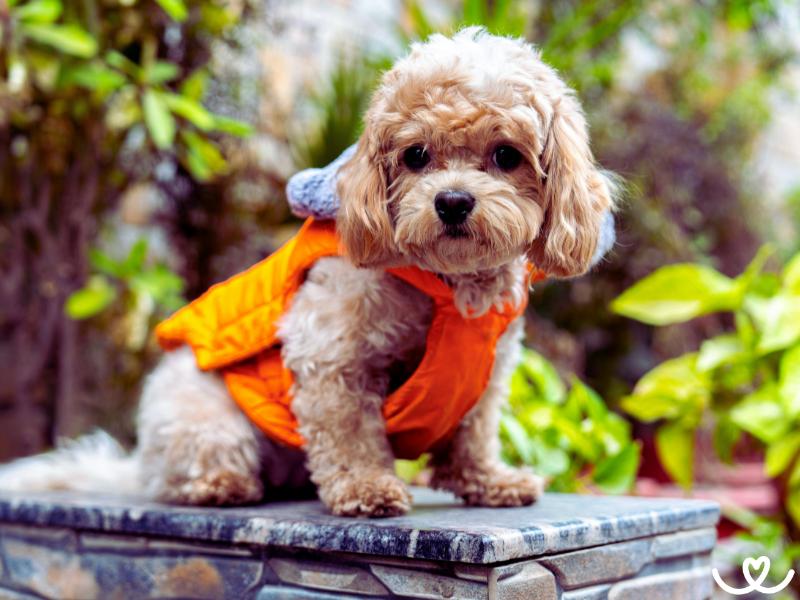 Cavapoo svou roztomilostí dobývá srdce pejskařů