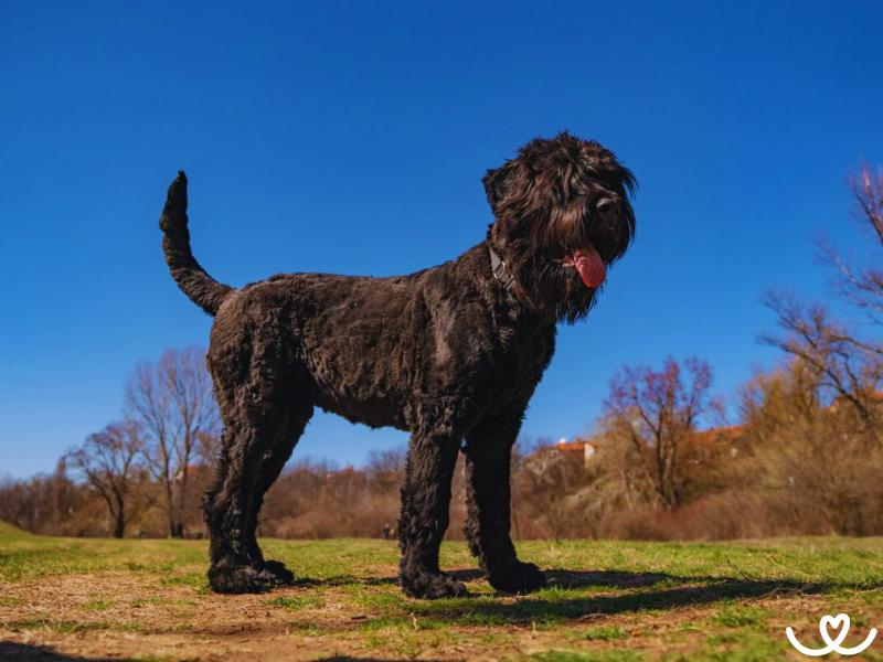 Černý teriér rád lumpačí, ale je i skvělý psí hlídač