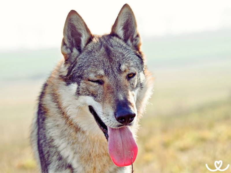 Československý vlčák rozhodně není pes pro každého