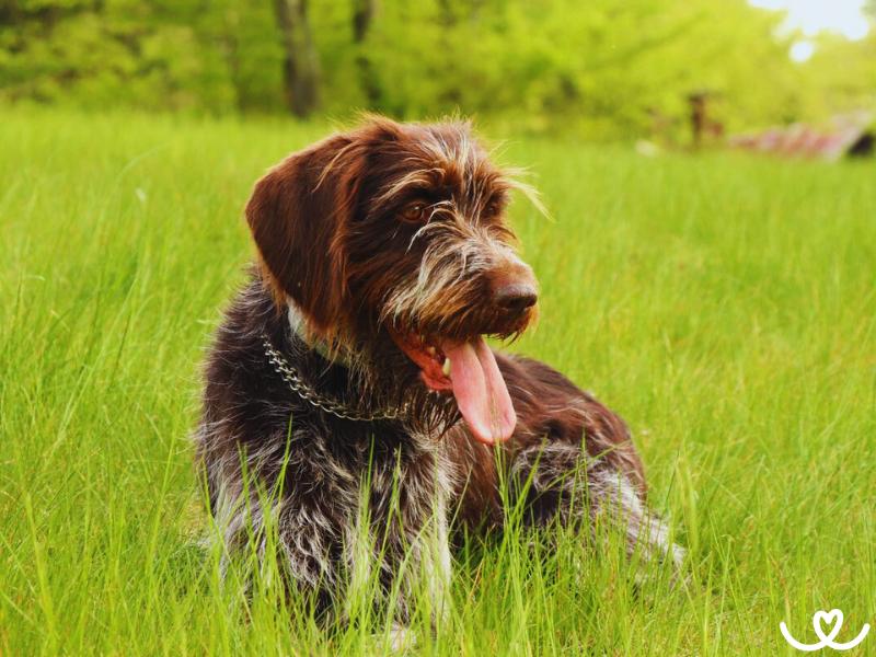 Český fousek je psí lovec každým coulem