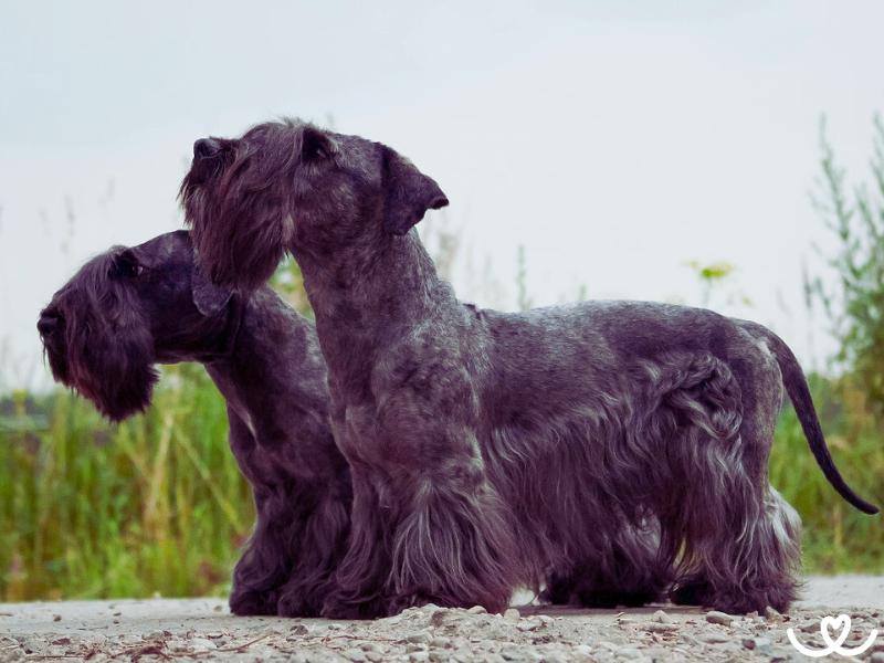 Český teriér zvládne bydlet ve městě i na vesnici