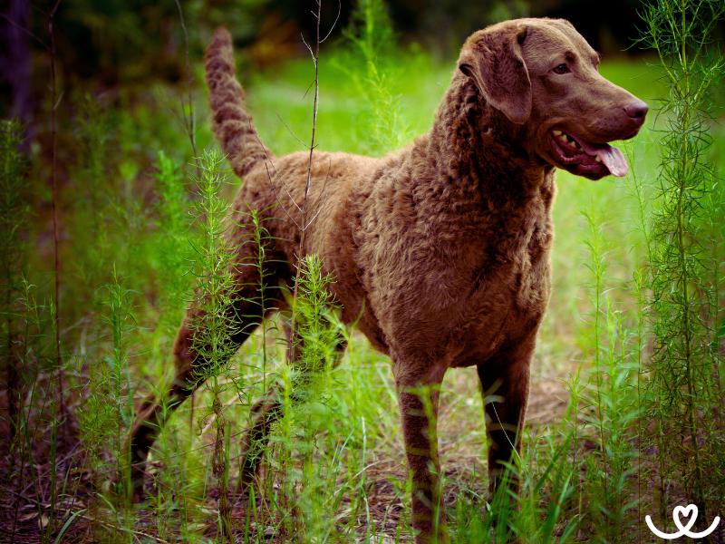 Chesapeake bay retrívr miluje vodu a lov ptactva