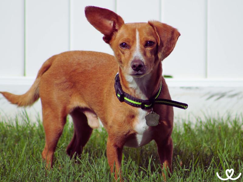 Chiweenie je veselý kříženec čivavy a jezevčíka