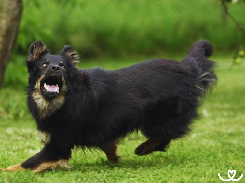 Chodský pes patří k nejstarším českým plemenům