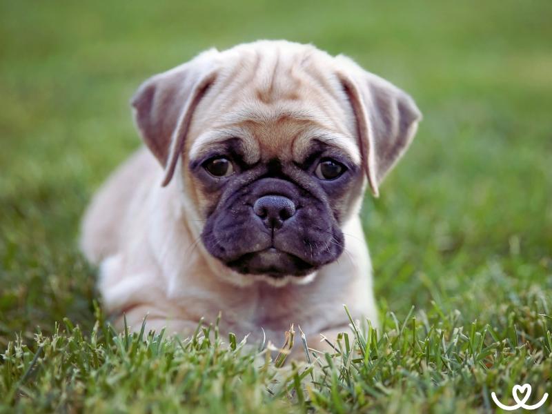 Chug je psí kříženec čivavy a mopse