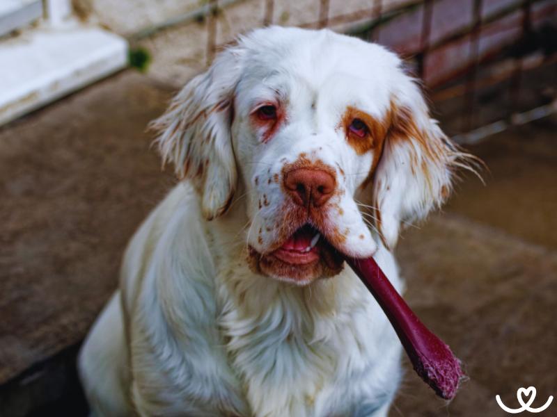 Clumber španěl je ideální rodinný psí parťák