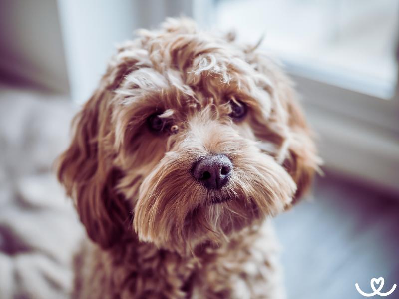 Cockapoo je veselý pes, co prakticky nelíná