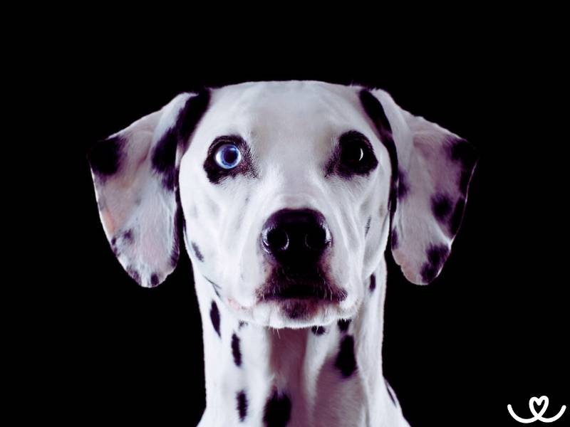Dalmatin býval kočárový pes, dnes ho milují běžci