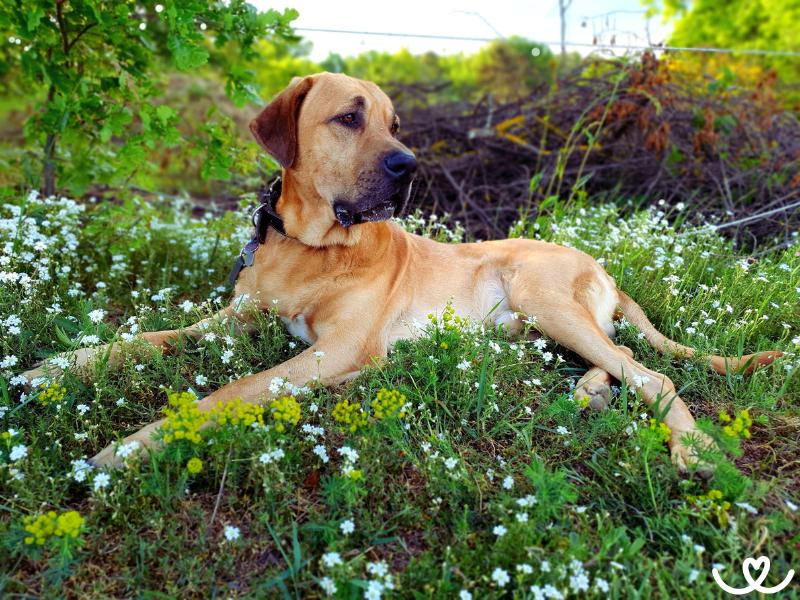 Dánská doga je nežný psí obr, co umí i chránit