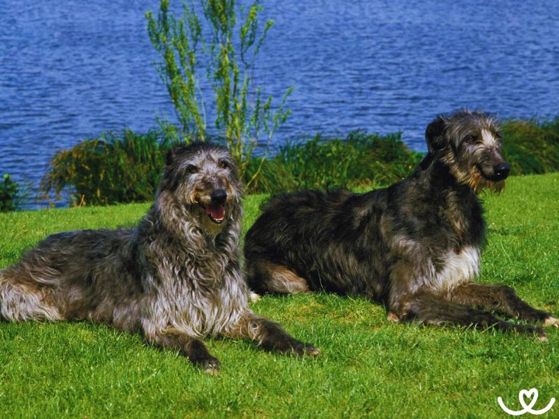 Deerhound je psí obr, co lovil jeleny