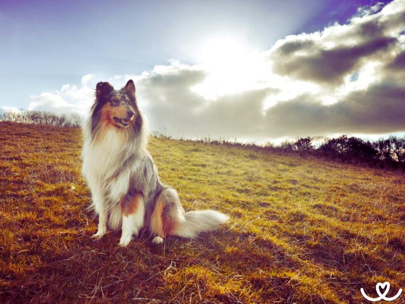 Dlouhosrstá kolie je citlivý pes, co nesnáší hádky