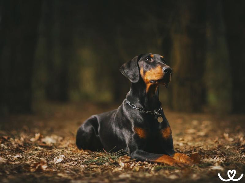 Dobrman je psí dobrák se špatnou pověstí