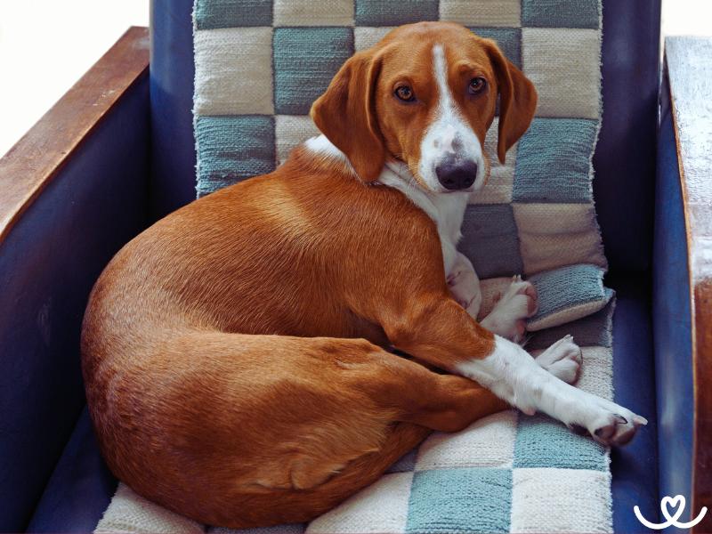 Drever je odvážný pes plný energie