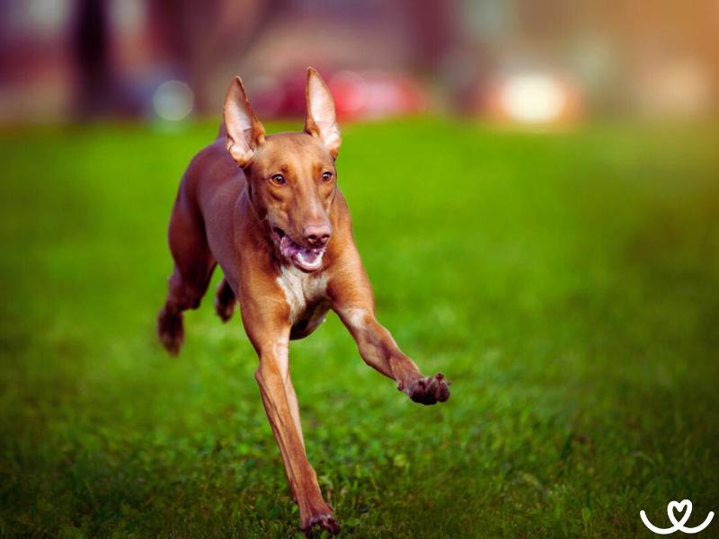 Faraonský pes nesmrdí a ani nepouští chlupy