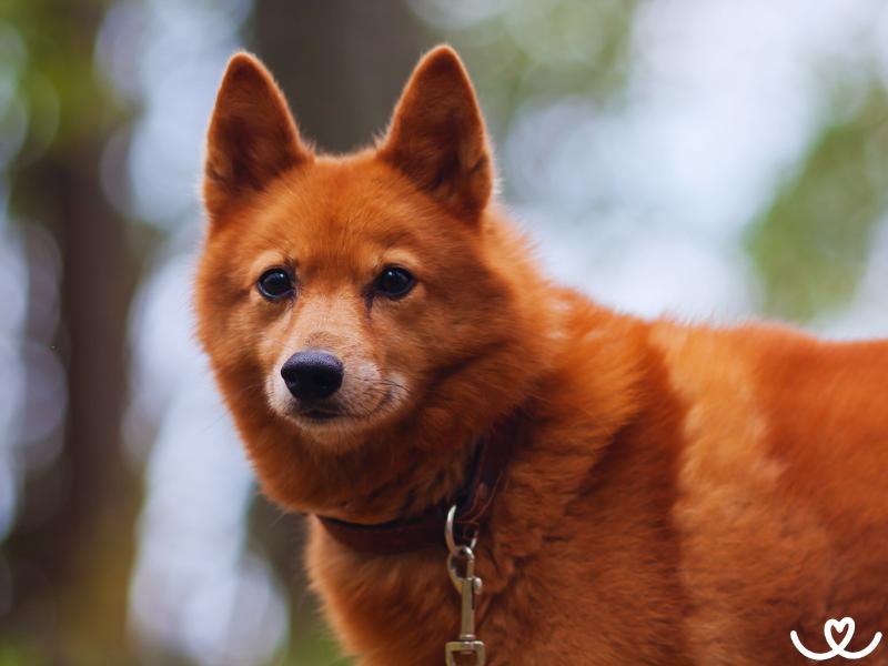 Finský špic vypadá jako liška, co štěká