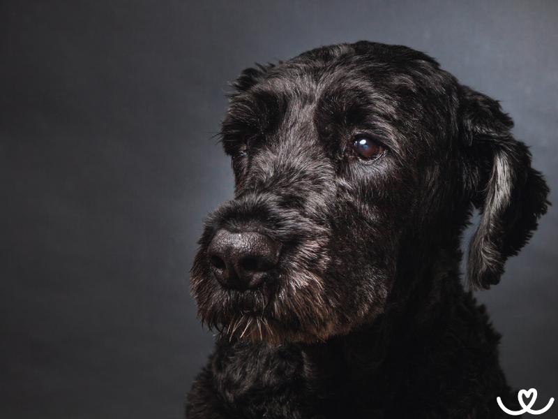 Flanderský bouvier je klidný farmářský pes