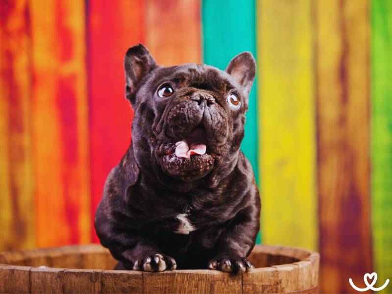 Francouzský buldoček je hafan pro nenáročné pejskaře