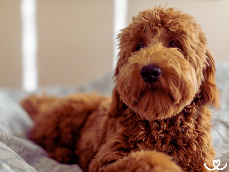 Goldendoodle je laskavý pes, co nepouští chlupy