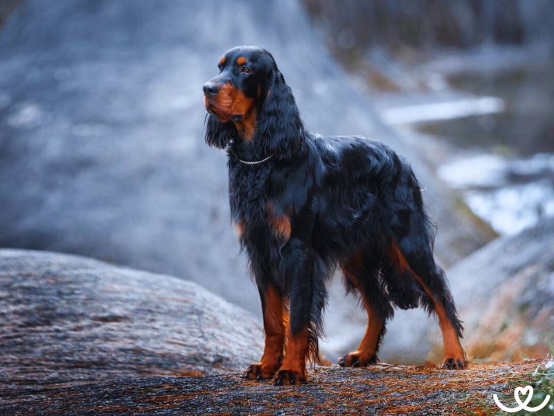 Gordonsetr miluje lov bažantů, ale i slepic