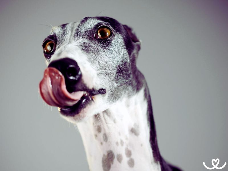 Greyhound je závodní pes, co si i rád polenoší