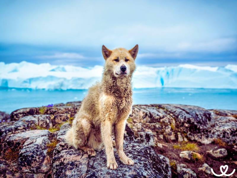 Grónský pes je silný a odolný pes na venkov