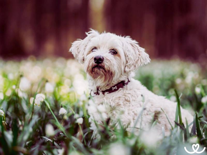 Havanský psík má smysl pro humor a rád se předvádí