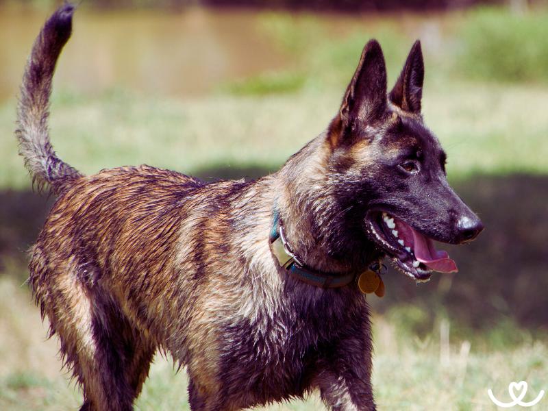 Holandský ovčák vám bude věrný až za hrob