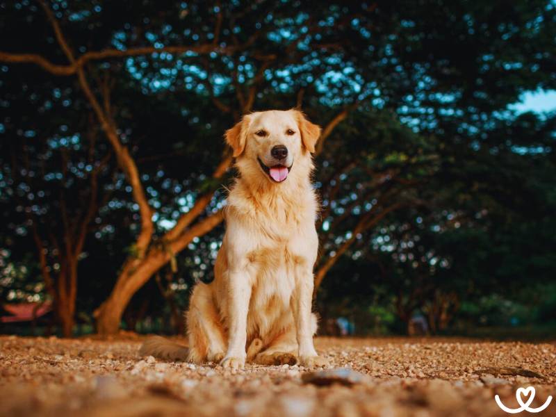 Hovawart je univerzální pes na práci i do rodiny