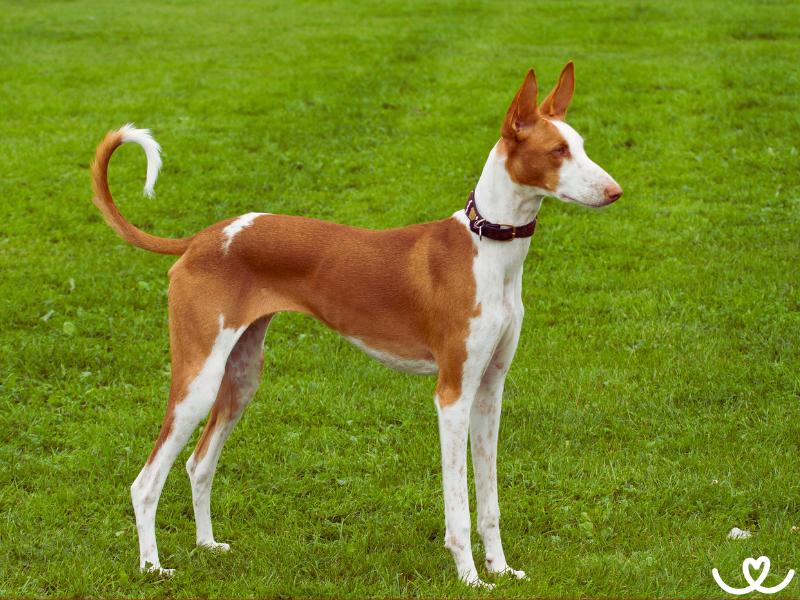 Ibizský podenco je psí parťák na kolo, běh i túru