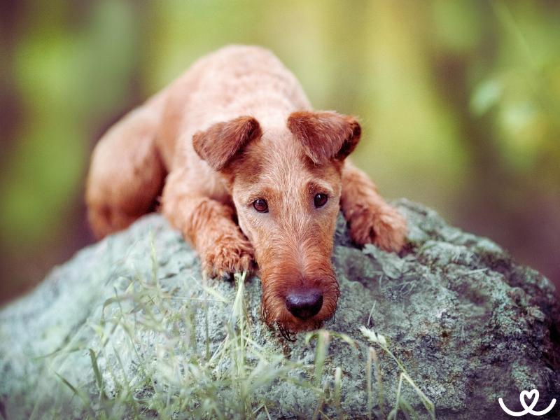 Irský teriér miluje svou rodinu, lov a psí sporty