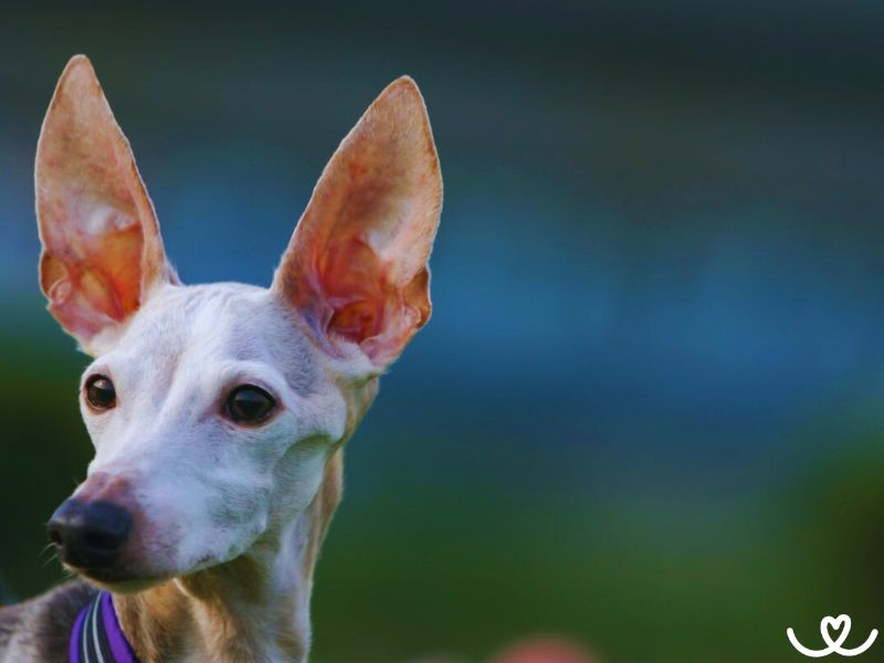Italský chrtík je pes, co chovala už Kleopatra