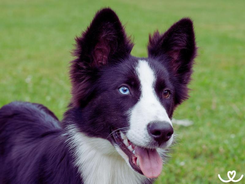 Jakutská lajka je sáňový pes do drsného počasí