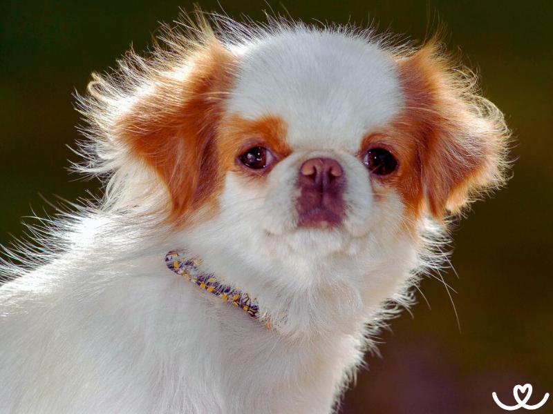 Japonský chin je klidný psík, co nesnáší samotu