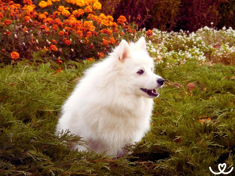 Japonský špic je psí čipera pro aktivní důchodce