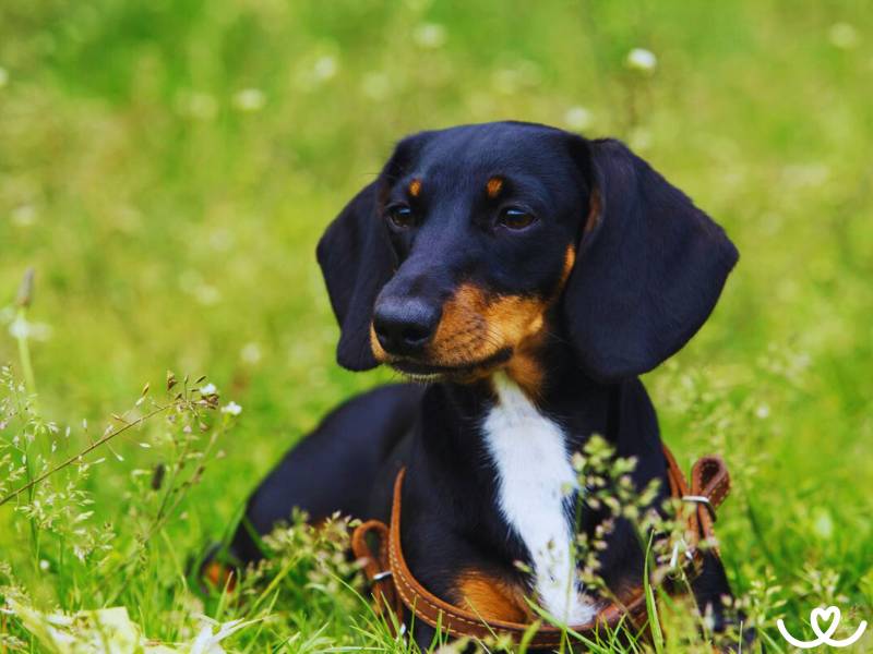 Jezevčík má tvrdou palici a smysl pro humor