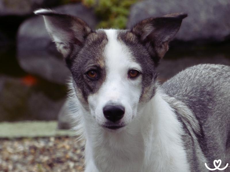 Kanaánský pes je chytrý parťák na výcvik i k dětem