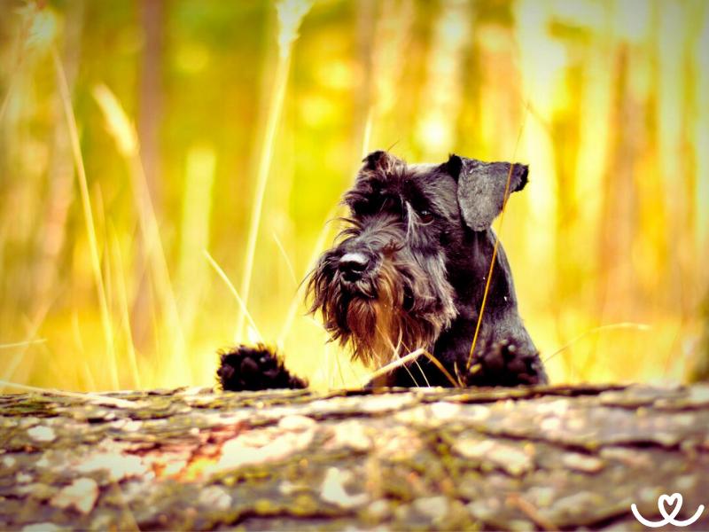 Knírač malý je psí vtipálek, co se hodí do bytu