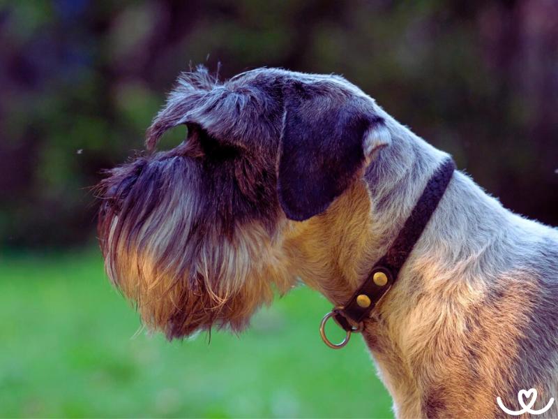 Knírač střední rád zkouší, co si může dovolit