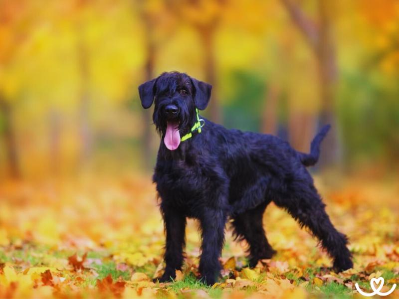 Knírač velký potřebuje důslednost a nebýt sám