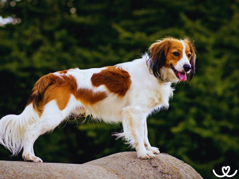 Kooikerhondje je pes, co miluje vodu a aportování