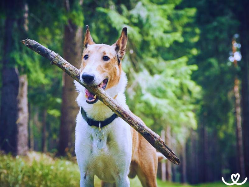Krátkosrstá kolie miluje honit vše, co běží okolo