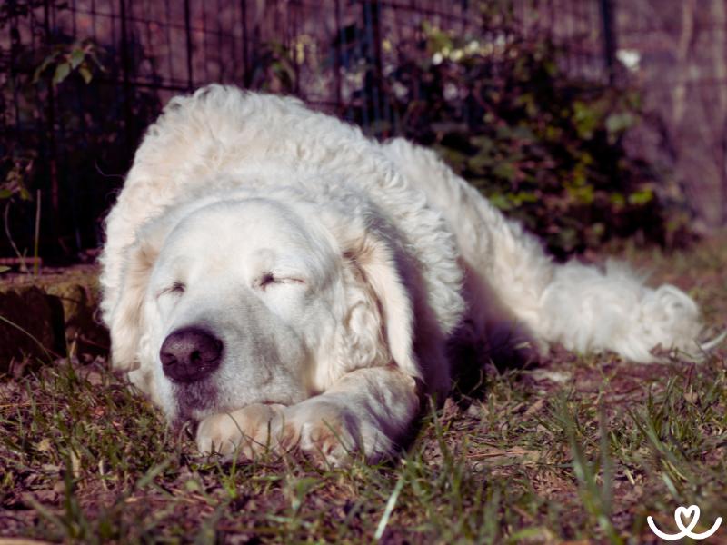 Kuvasz je psí ochránce, co nasadí i vlastní život