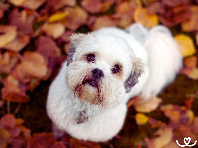 Lhasa apso je hravý psík, co žije i 20 let