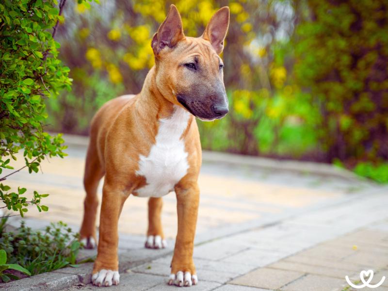 Miniaturní bulteriér umí dovádět od rána do večera