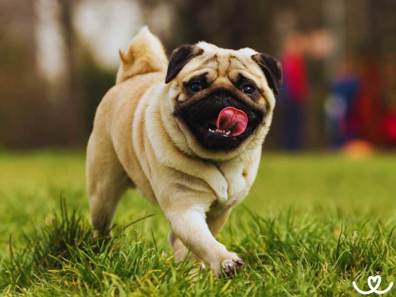 Mops chrochtá a chrápe, ale své lidi z celého srdce miluje