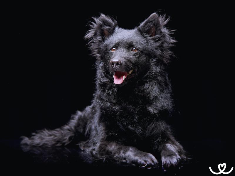 Mudi je energický pes, ale nenáročný na péči