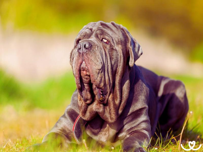 Neapolský mastin je psí obr, co umí provětrat peněženku