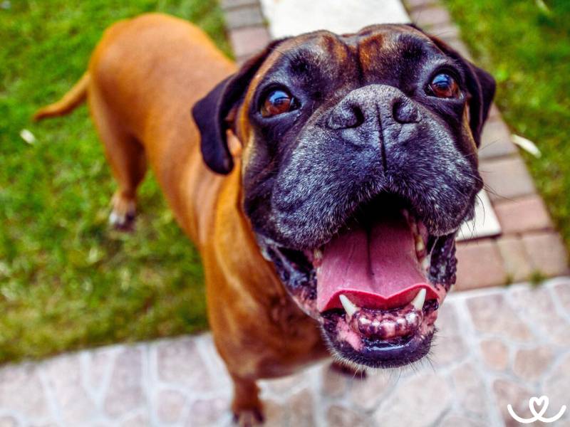 Německý boxer je uslintaný miláček rodiny, který pohlídá i dům